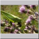 Tettigonia viridissima - Gruenes Heupferd 08.jpg